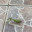 🦗 Drift-In: My Little Helper, the Praying Mantis of Spain